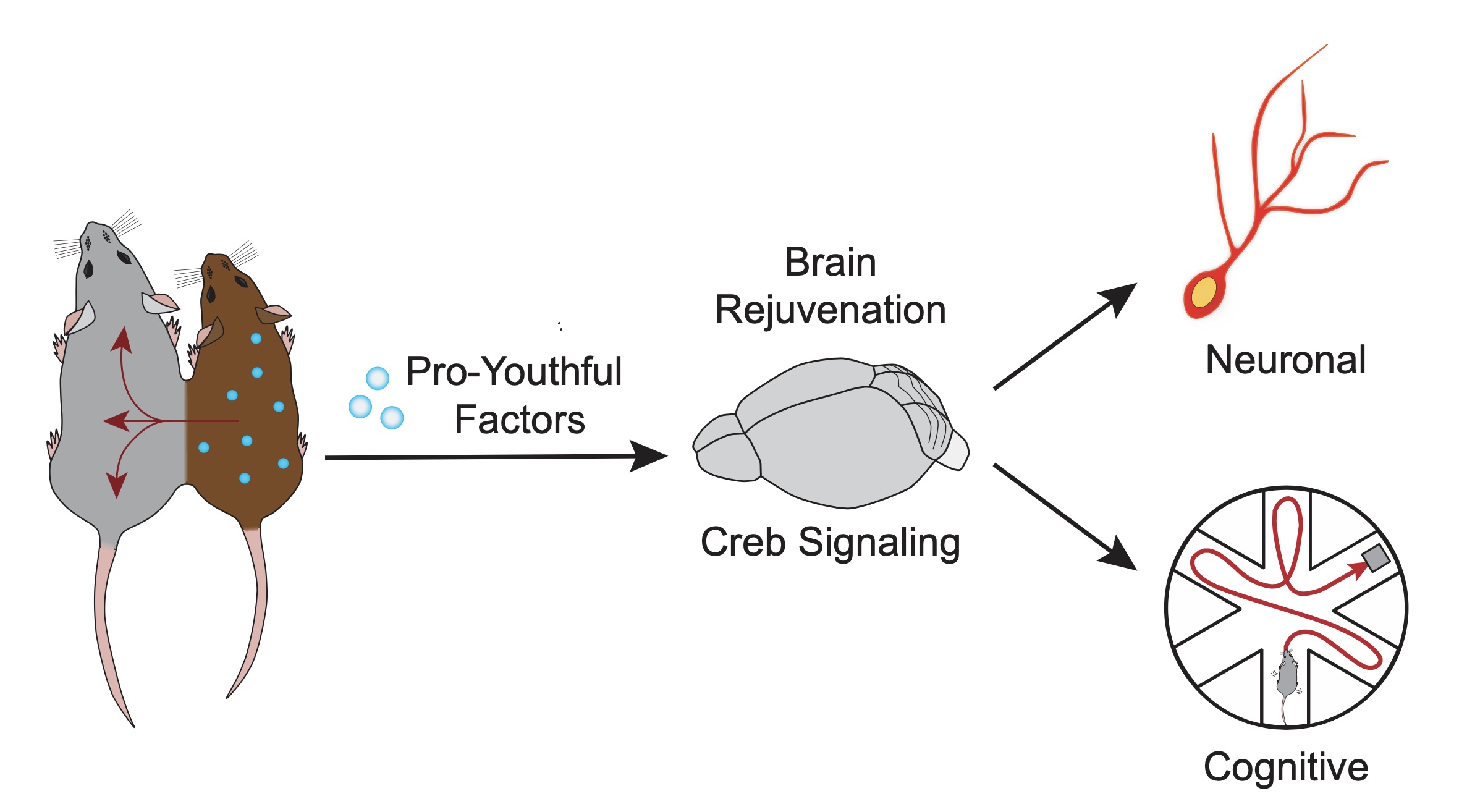 Molecular Mechanisms of Brain Rejuvenation